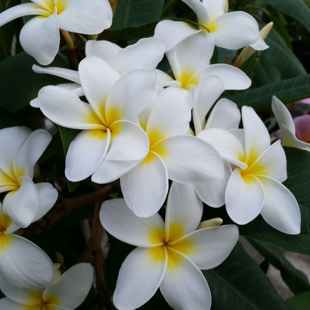 Jasmine Glow