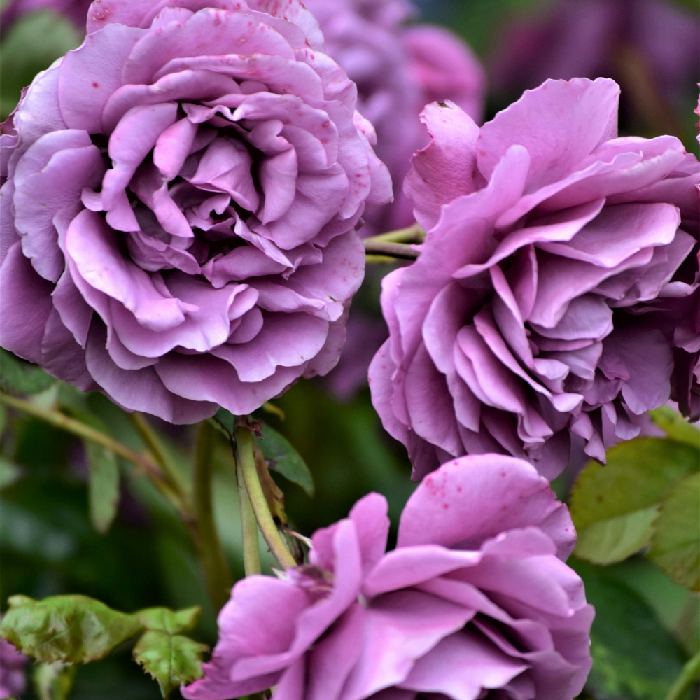 Lavender Calm