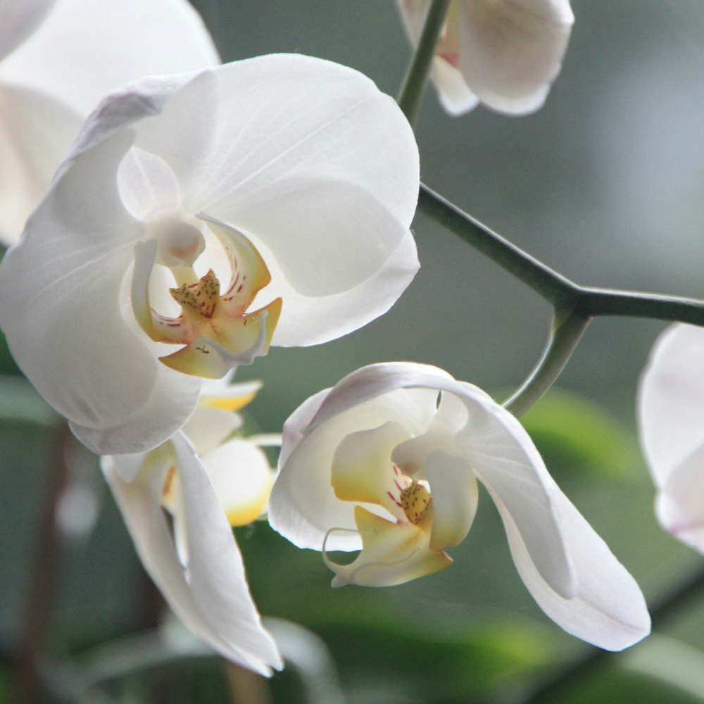 Orchid Silk