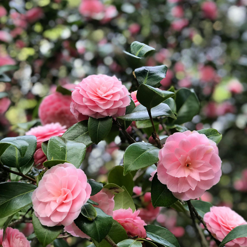 Camellia Grace