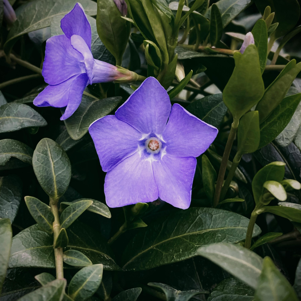 Violet Essence